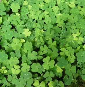 Masker Daun Semanggi Hitam: Rahasia Kecantikan Alami dari Sumatera Barat