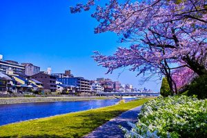Body Mist dari Air Hujan Pertama Musim Semi di Kyoto: Sentuhan Keindahan Alam yang Membangkitkan