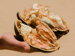 Minyak Biji Buah Baobab: Rahasia Kecantikan Kulit Leluhur Afrika dan Aura yang Memancar